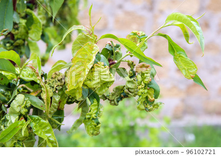 Peach leaves are affected by fungus. Concept of diseases and pests on tree. Curly peach leaves. 96102721