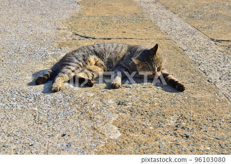 A cat that fell asleep Fukuoka 96103080