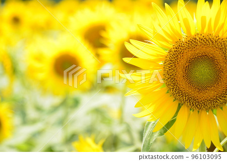 sunflower	 96103095