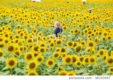 Sunflower field Sunflower field 96103097