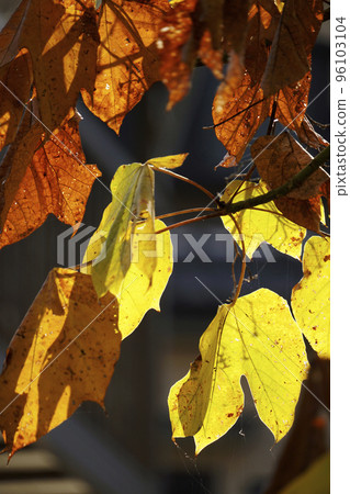 Yellow and brown Aogiri leaves shining in the late autumn sun Yellow and brown Aogiri leaves shining in the late autumn sun 96103104
