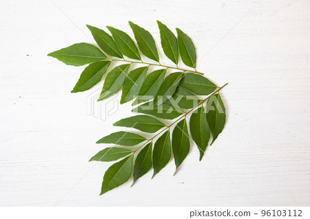 Curry leaf (raw): The leaf of "curry tree". Used as a spice in India Curry leaf (raw): The leaf of "curry tree". Used as a spice in India 96103112