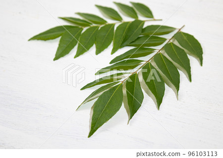 Curry leaf (raw): The leaf of "curry tree". Used as a spice in India Curry leaf (raw): The leaf of "curry tree". Used as a spice in India 96103113