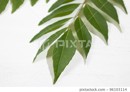 Curry leaf (raw): The leaf of "curry tree". Used as a spice in India Curry leaf (raw): The leaf of "curry tree". Used as a spice in India 96103114