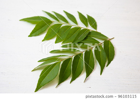 Curry leaf (raw): The leaf of "curry tree". Used as a spice in India 96103115