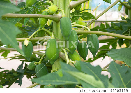 Green papaya fruit growing (photographed in Tokyo) Green papaya fruit growing (photographed in Tokyo) 96103119