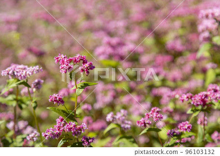 高峰紅寶石 2011 96103132