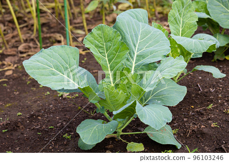 羽衣甘藍（品種：Aojiru Kale） 學名：Brassica oleracea var. acephala 96103246