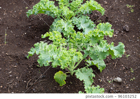 Kale (variety: healthy kale) Scientific name: Brassica oleracea var. acepha Kale (variety: healthy kale) Scientific name: Brassica oleracea var. acepha 96103252