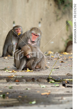 Taiwan Macaque Taiwan Macaque Monkey Formosan macaque たいわんざる Taiwan サル 96103292