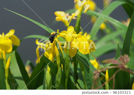 木匠蜂 木匠蜂 96103321