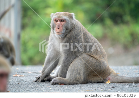 Taiwan Macaque Taiwan Macaque Monkey Formosan macaque たいわんざる Taiwan サル 96103329