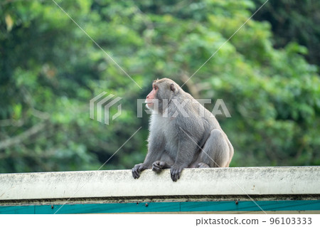 台灣獼猴 台灣 獼猴 猴子 Formosan macaque たいわんざる 台湾サル 台灣獼猴 台灣 獼猴 猴子 Formosan macaque たいわんざる 台湾サル 96103333