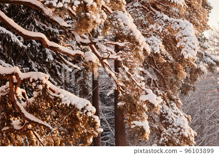 Winter Nature Scene 96103899