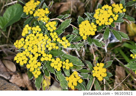 菊花pacificum 96103921