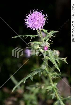 Ty薊 Ty薊 96103957