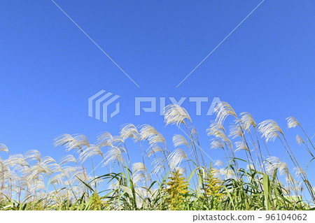 [Autumn image] Pampas grass and blue sky 96104062