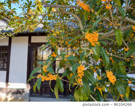 Ritsurin Park in Autumn (mid-October, Osmanthus) 96104266