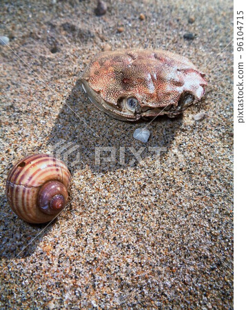beach collection beach collection 96104715