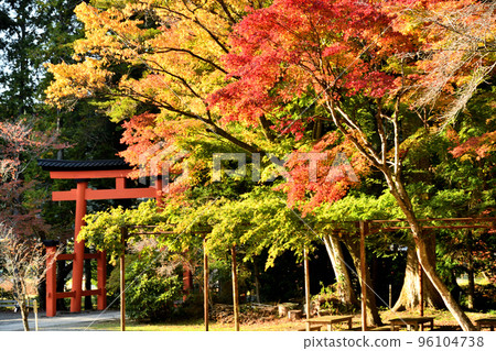 Nyutsuhime Shrine (Torii and autumn leaves) [Katsuragi-cho, Ito-gun, Wakayama] 96104738