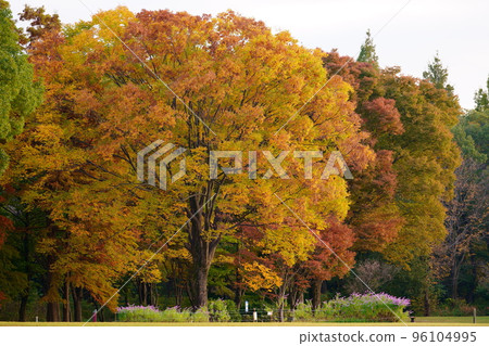 Yellow leaves Zelkova Yellow leaves Zelkova 96104995