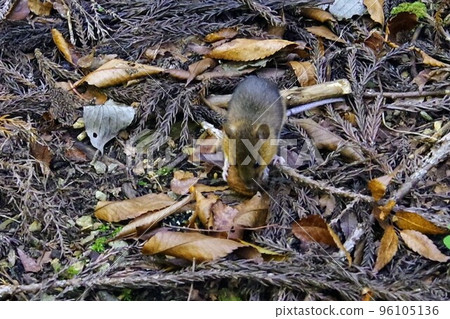 A speciosus I saw in the mountains A speciosus I saw in the mountains 96105136