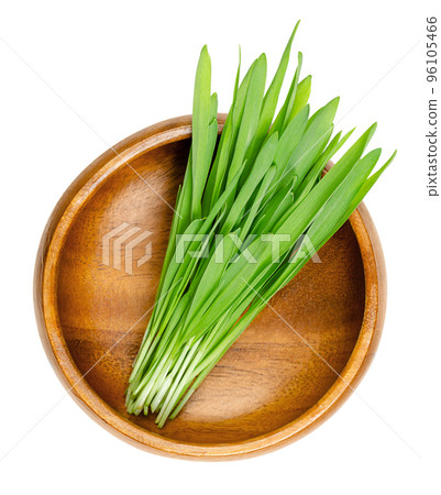 Hulless barley microgreens, in a wooden bowl. Fresh seedlings and green shoots of a Hordeum vulgare variation, also known as naked barley, a form of domesticated barley with an easier-to-remove hull. Hulless barley microgreens, in a wooden bowl. Fresh seedlings and green shoots of a Hordeum vulgare variation, also known as naked barley, a form of domesticated barley with an easier-to-remove hull. 96105466