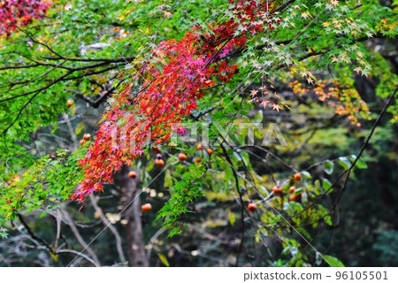 Metropolitan Oyamada Ryokuchi Park dyed red Machida City, Tokyo Metropolitan Oyamada Ryokuchi Park dyed red Machida City, Tokyo 96105501