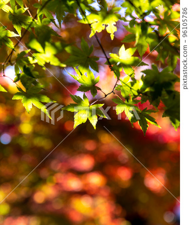Daigo Town, Ibaraki Prefecture Eigenji Momiji Temple with autumn leaves 96105786