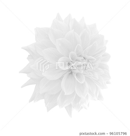 White dahlia flower isolated on white background 96105796
