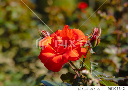 Autumn Rose Autumn Rose 96105842