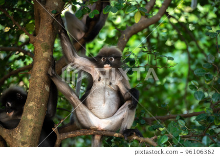 Cute spectacled langur sitting on the tree in the forest of Thailand.. 96106362