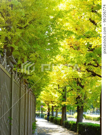 東京府中市京馬城通的銀杏樹 東京府中市京馬城通的銀杏樹 96106774