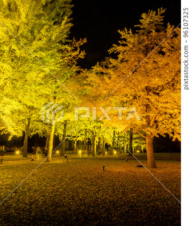 Mito City, Ibaraki Prefecture On the night of a total lunar eclipse Ibaraki Prefectural Museum of History lined with ginkgo trees lit up 96107325