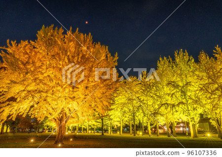 Mito City, Ibaraki Prefecture On the night of a total lunar eclipse Ibaraki Prefectural Museum of History lined with ginkgo trees lit up Mito City, Ibaraki Prefecture On the night of a total lunar eclipse Ibaraki Prefectural Museum of History lined with ginkgo trees lit up 96107336