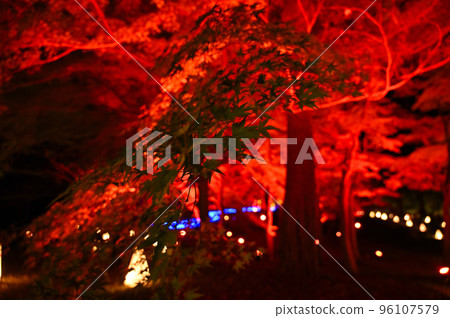 National Musashi Kyuryo Forest Park Light Up Saitama Prefecture (property release income) 96107579