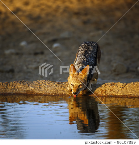 Black backed jackal in Kgalagadi transfrontier park, South Africa Black backed jackal in Kgalagadi transfrontier park, South Africa 96107889
