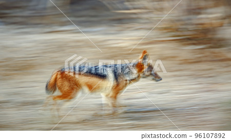 Black backed jackal in Kgalagadi transfrontier park, South Africa 96107892