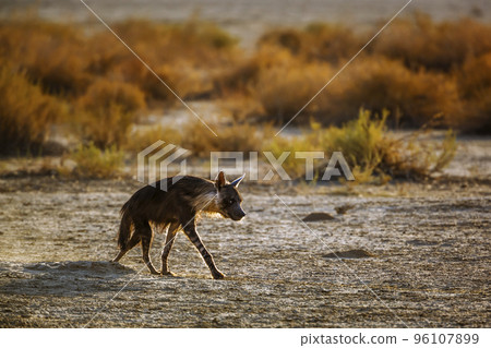 Brown hyena in Kgalagadi transfrontier park, South Africa 96107899