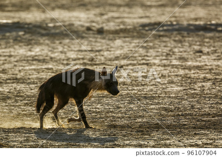 Brown hyena in Kgalagadi transfrontier park, South Africa Brown hyena in Kgalagadi transfrontier park, South Africa 96107904