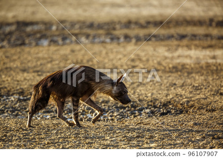Brown hyena in Kgalagadi transfrontier park, South Africa Brown hyena in Kgalagadi transfrontier park, South Africa 96107907