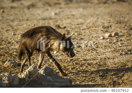 Brown hyena in Kgalagadi transfrontier park, South Africa 96107912