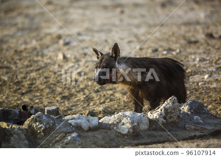 Brown hyena in Kgalagadi transfrontier park, South Africa Brown hyena in Kgalagadi transfrontier park, South Africa 96107914