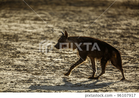 Brown hyena in Kgalagadi transfrontier park, South Africa Brown hyena in Kgalagadi transfrontier park, South Africa 96107917