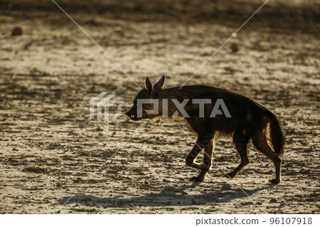 Brown hyena in Kgalagadi transfrontier park, South Africa 96107918