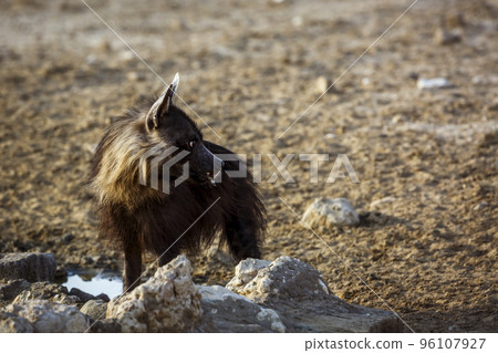 Brown hyena in Kgalagadi transfrontier park, South Africa Brown hyena in Kgalagadi transfrontier park, South Africa 96107927