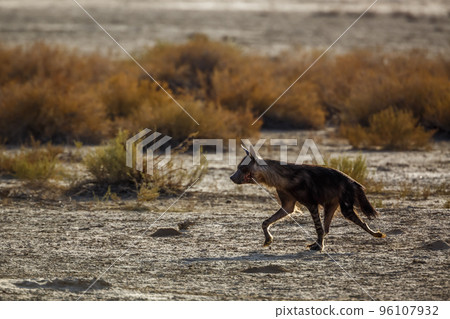 Brown hyena in Kgalagadi transfrontier park, South Africa Brown hyena in Kgalagadi transfrontier park, South Africa 96107932