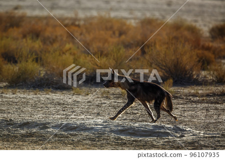 Brown hyena in Kgalagadi transfrontier park, South Africa Brown hyena in Kgalagadi transfrontier park, South Africa 96107935