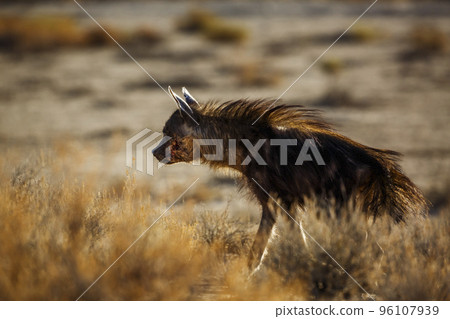 Brown hyena in Kgalagadi transfrontier park, South Africa Brown hyena in Kgalagadi transfrontier park, South Africa 96107939
