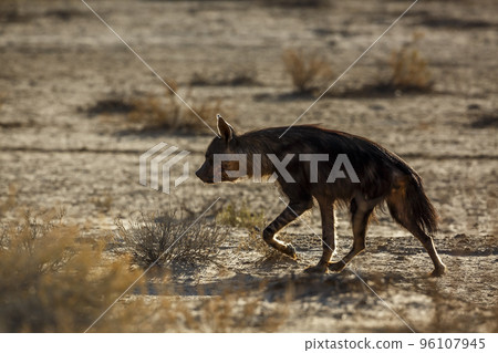 Brown hyena in Kgalagadi transfrontier park, South Africa 96107945